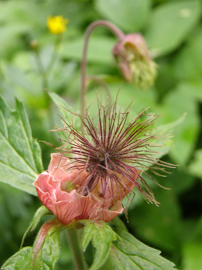 Image of Geum rivale specimen.