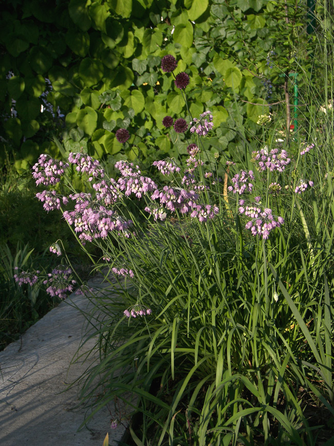 Image of Allium cernuum specimen.