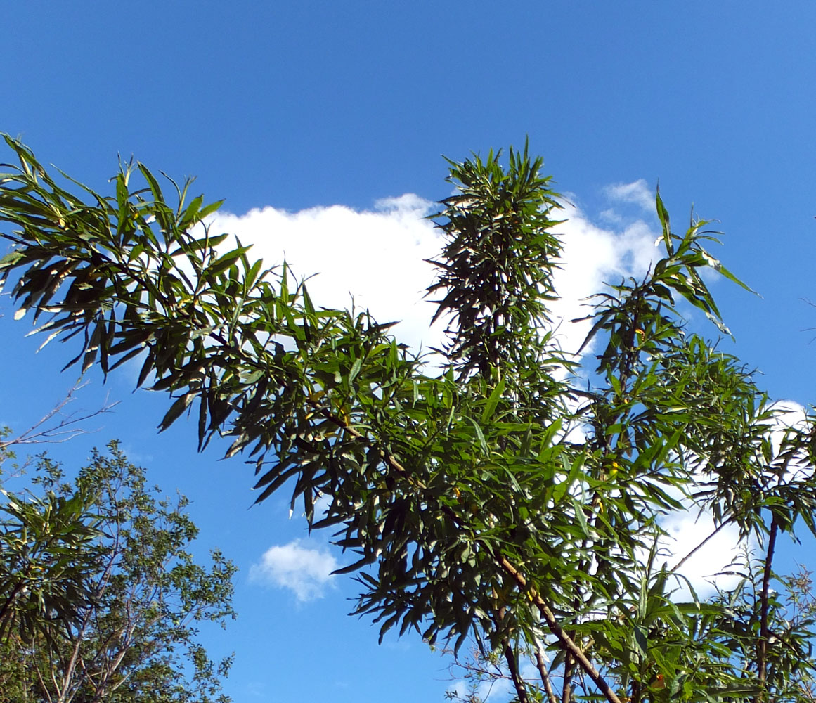 Image of Salix schwerinii specimen.