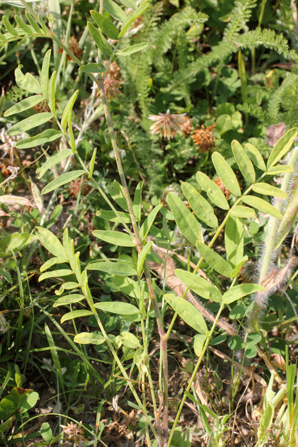 Image of Hedysarum taschkendicum specimen.