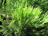 Sequoiadendron giganteum