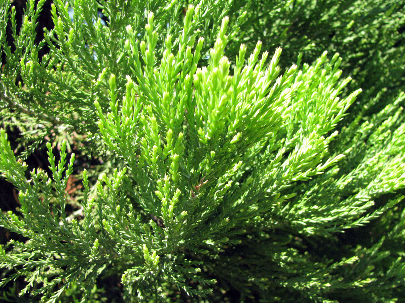 Изображение особи Sequoiadendron giganteum.