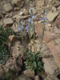 Veronica gentianoides. Цветущее растение. Кабардино-Балкария, склон горы Тузлук, ≈ 2400 м н.у.м. 21.07.2012.