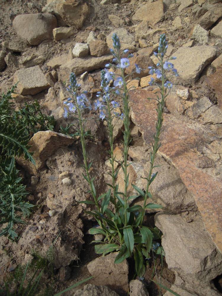 Image of Veronica gentianoides specimen.