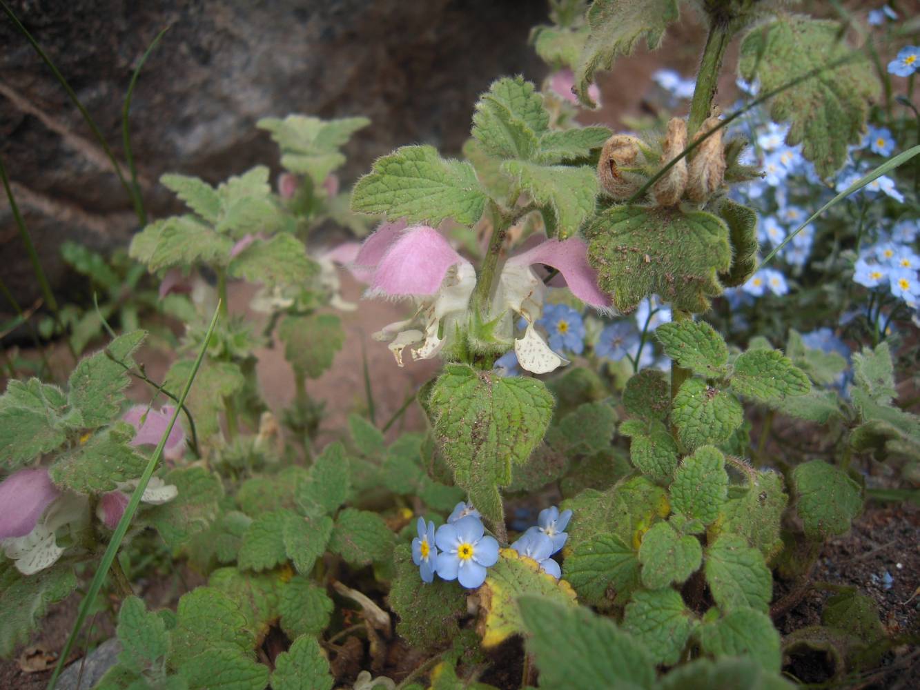 Image of Lamium tomentosum specimen.