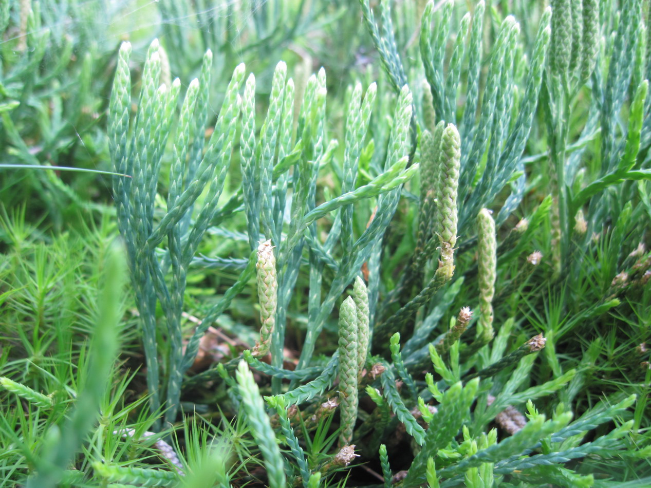 Image of Diphasiastrum oellgaardii specimen.