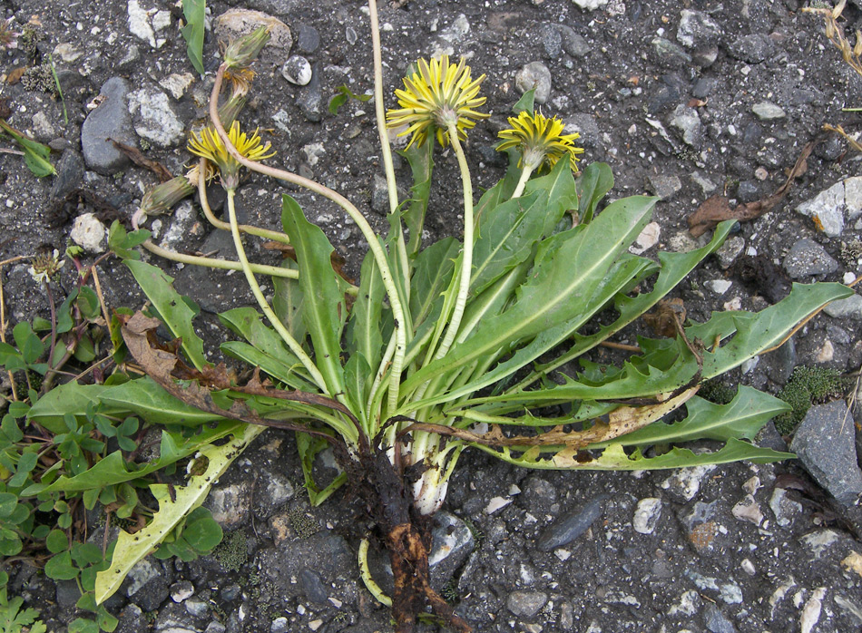 Изображение особи Taraxacum confusum.