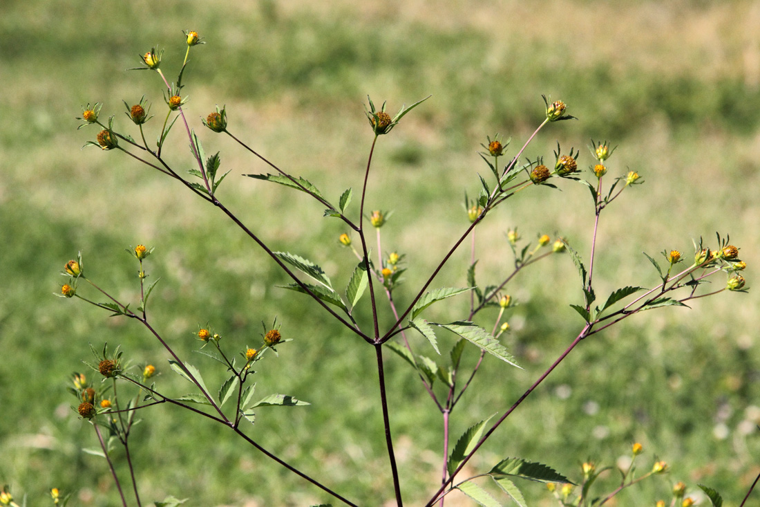 Image of Bidens frondosa specimen.