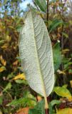 Salix lapponum