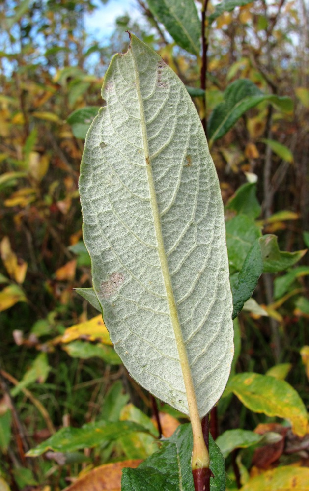 Image of Salix lapponum specimen.