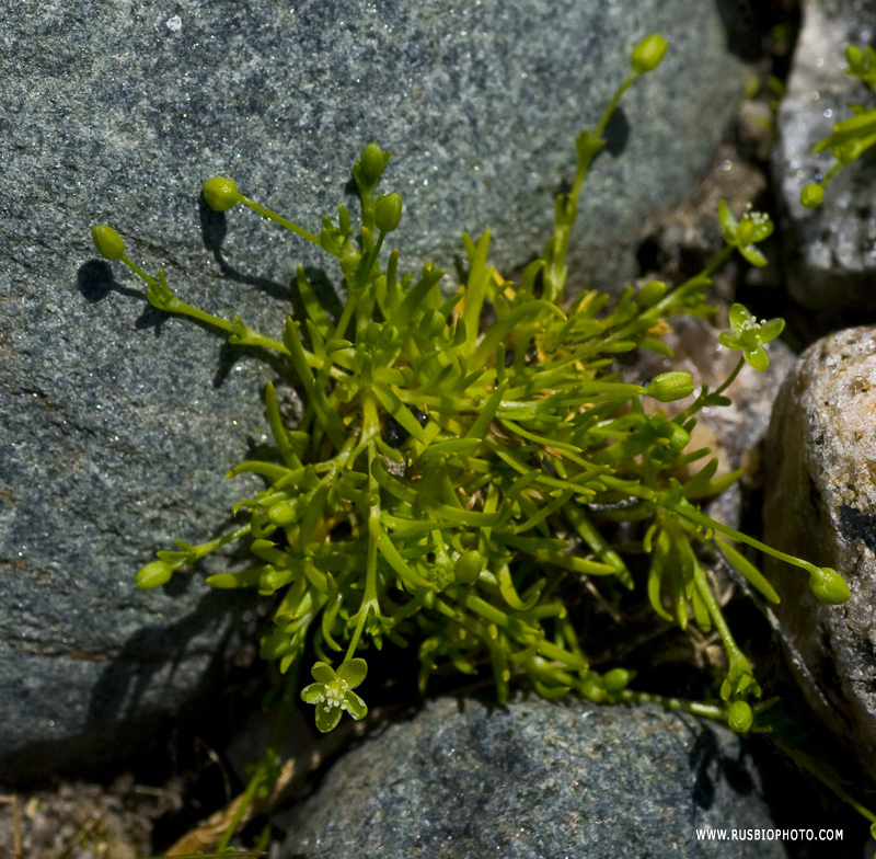 Image of Sagina procumbens specimen.