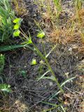 Euphorbia leptocaula