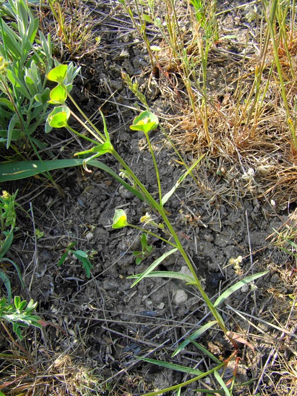 Image of Euphorbia leptocaula specimen.