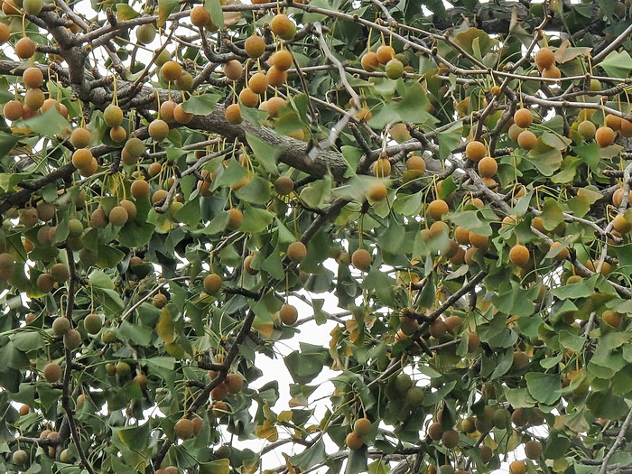 Image of Ginkgo biloba specimen.