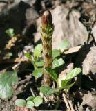 Equisetum sylvaticum