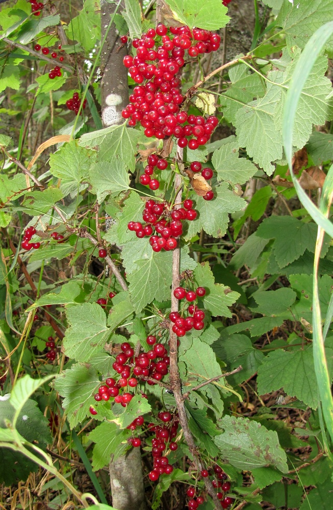 Изображение особи Ribes spicatum.