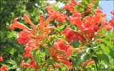 Campsis radicans