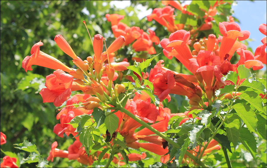 Image of Campsis radicans specimen.