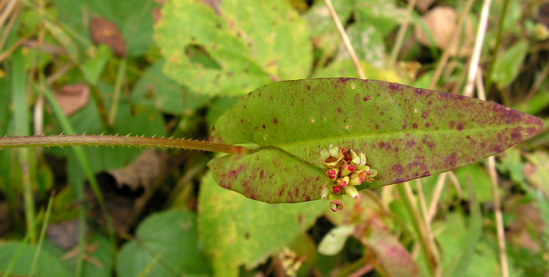 Image of Truellum sagittatum specimen.