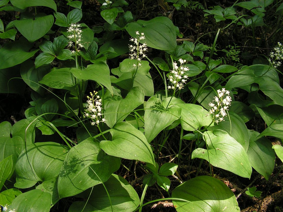 Изображение особи Maianthemum bifolium.