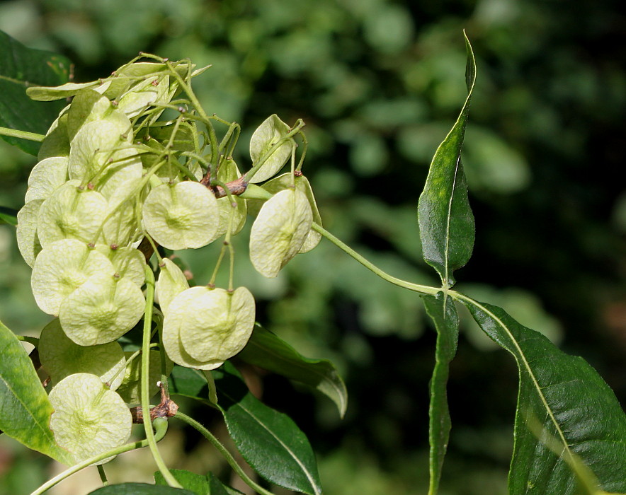 Изображение особи Ptelea trifoliata.