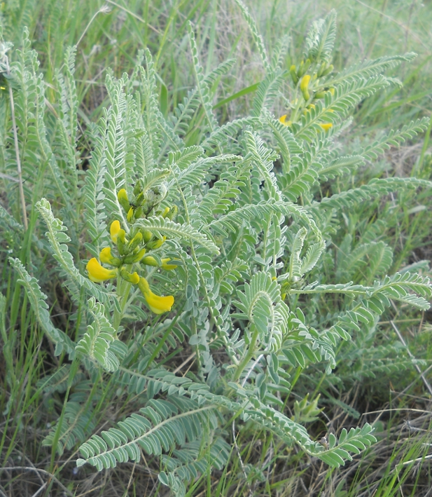 Изображение особи Astragalus caraganae.