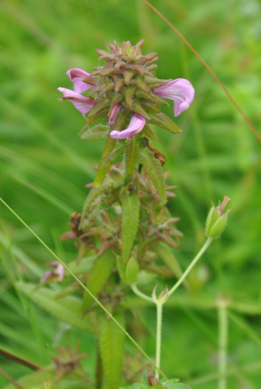 Изображение особи Pedicularis resupinata.