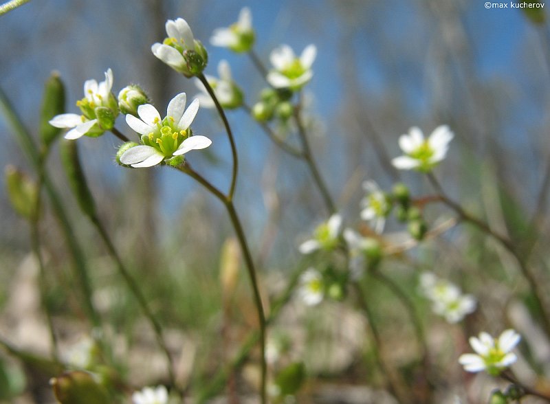 Image of Erophila verna specimen.