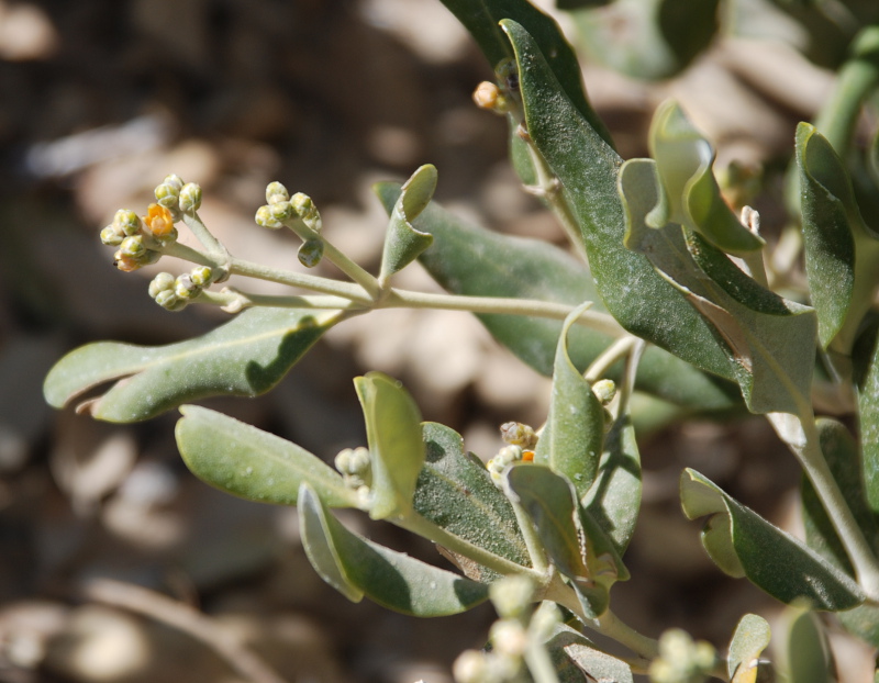 Image of Avicennia marina specimen.