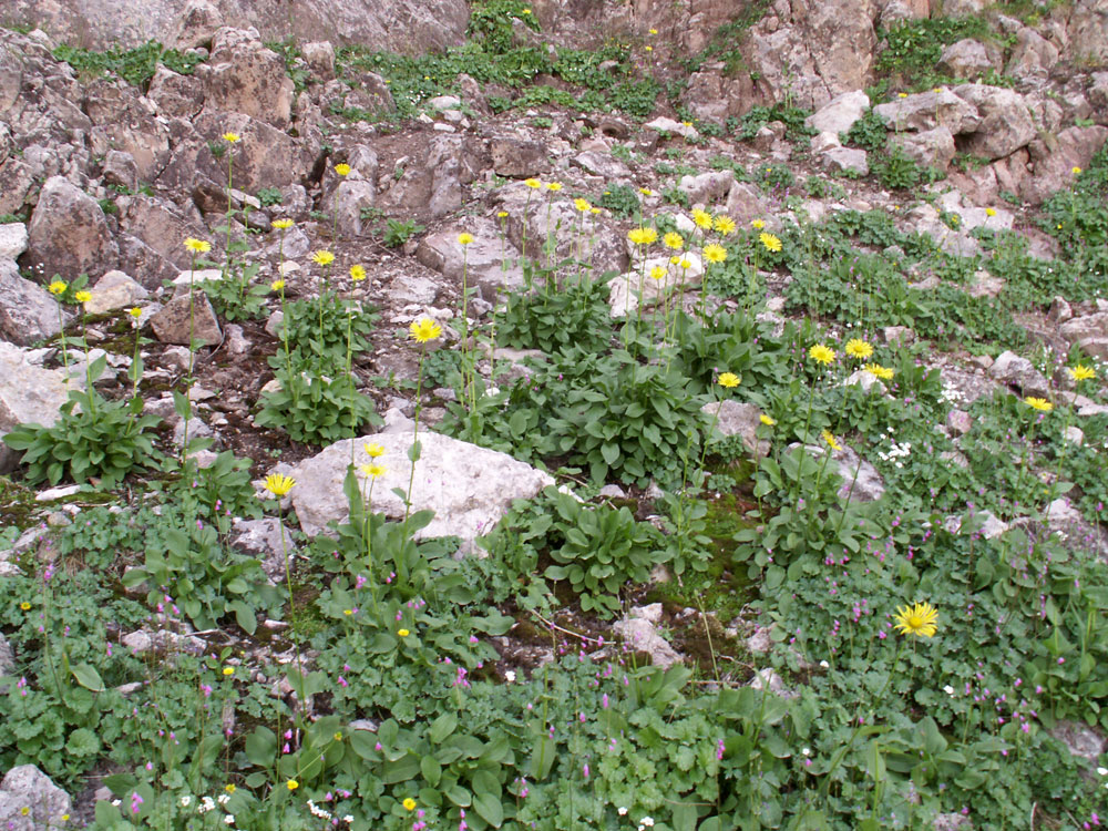 Image of Doronicum turkestanicum specimen.