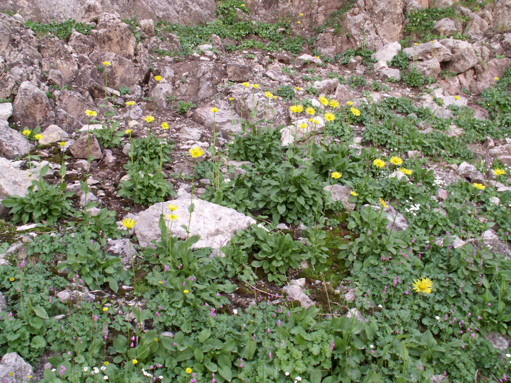 Изображение особи Doronicum turkestanicum.