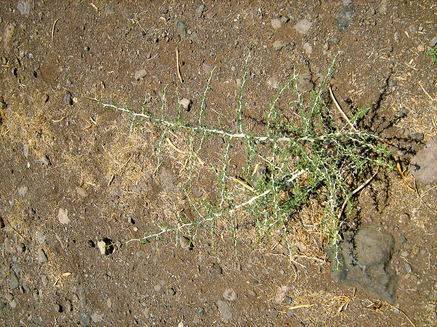 Image of Faidherbia albida specimen.