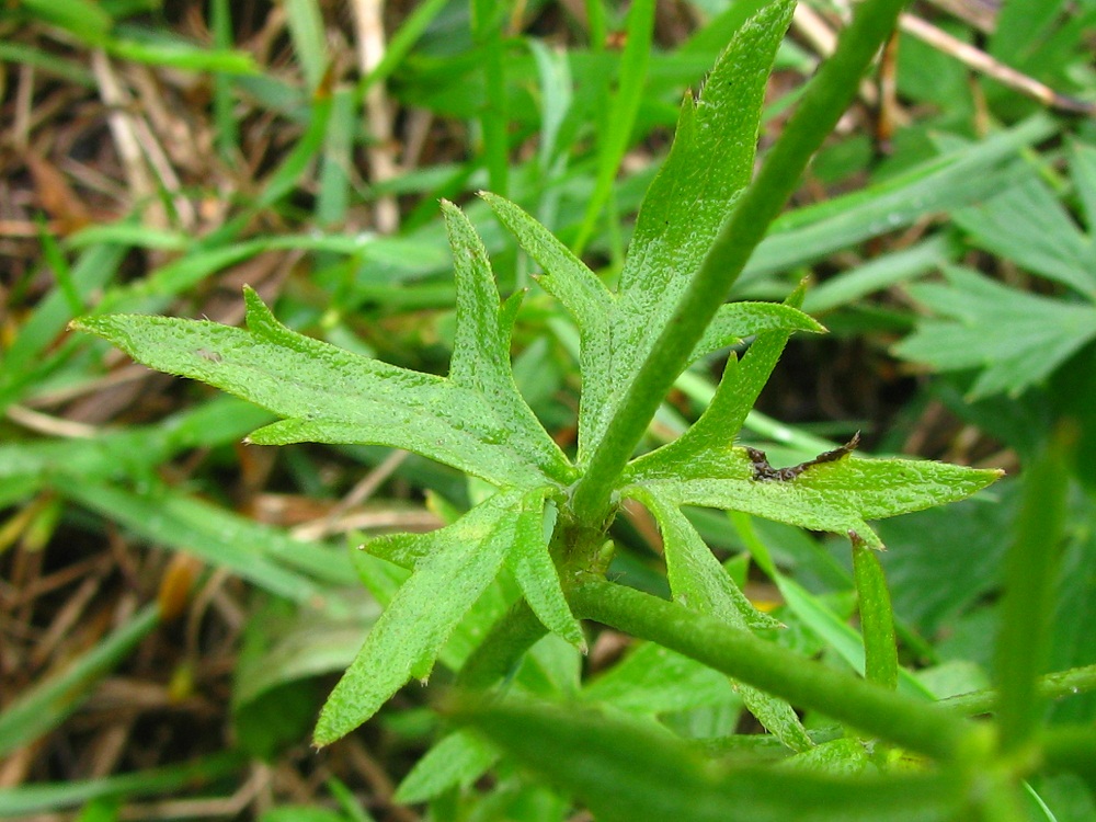 Image of Ranunculus acris specimen.