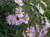 Symphyotrichum novi-belgii