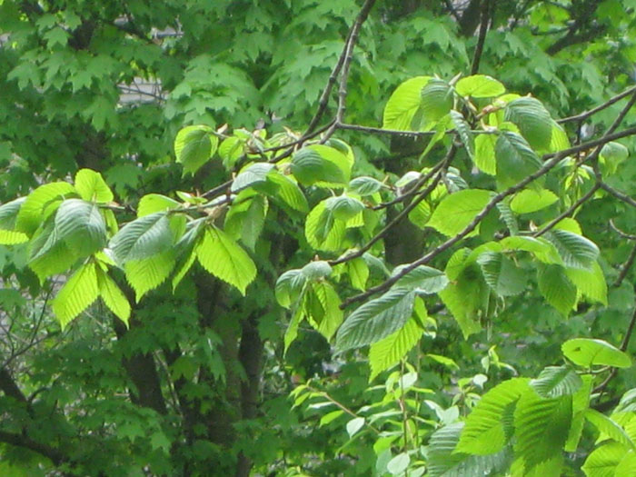 Изображение особи Ulmus laevis.