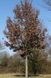Quercus robur. Покоящееся дерево в прошлогодней листве. Германия, г. Кемпен, в городском саду. 05.03.2013.