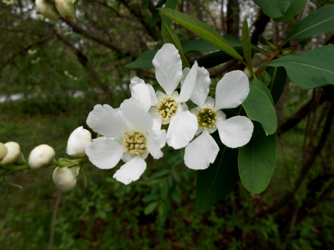 Изображение особи род Exochorda.