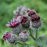 Arctium tomentosum