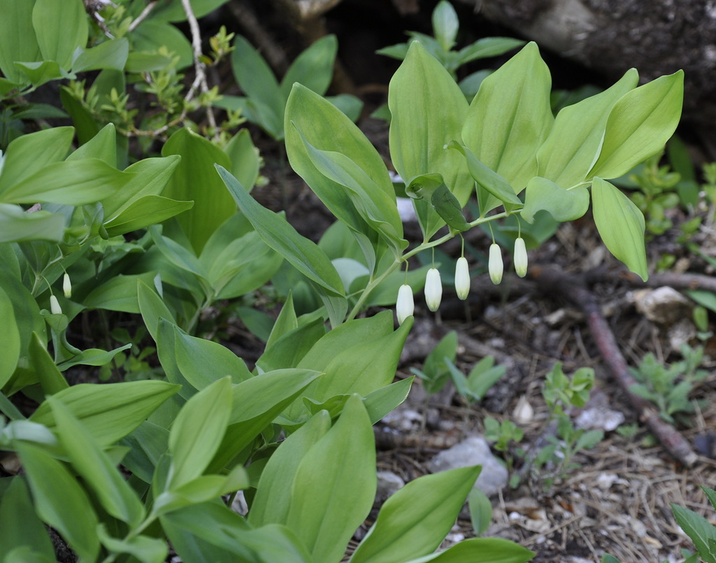 Image of Polygonatum odoratum specimen.