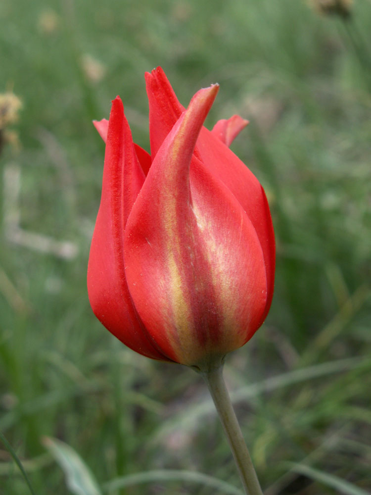 Image of Tulipa ostrowskiana specimen.