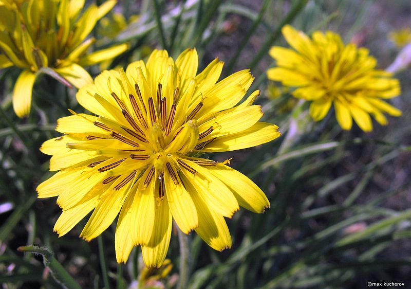 Image of Scorzonera mollis specimen.