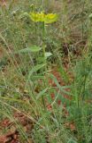 Euphorbia heteradena. Цветущее растение. Армения, Вайоц Дзор, Нораванк. 11.05.2013.