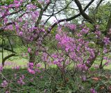 Rhododendron reticulatum