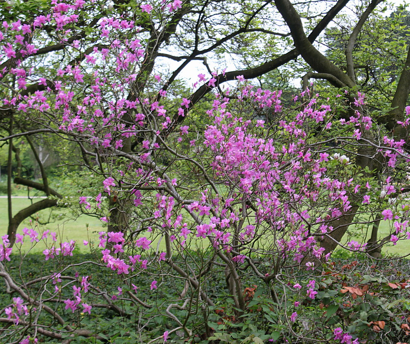 Изображение особи Rhododendron reticulatum.