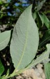 род Salix. Лист (вид с обратной стороны). Архангельская обл., Пинежский р-н, окр. Пинежского заповедника, обнажение горной породы. 21.06.2013.
