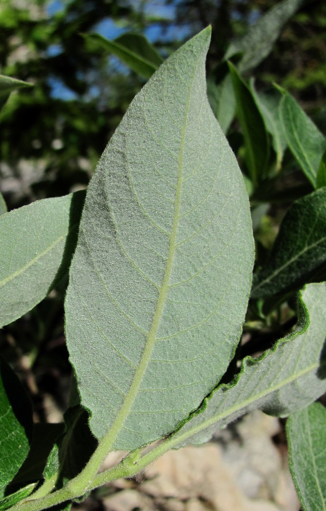 Image of genus Salix specimen.