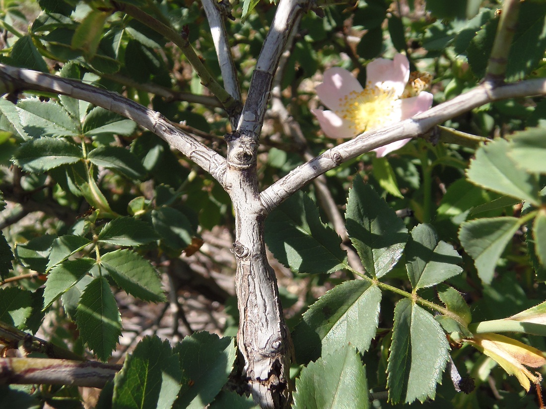 Image of genus Rosa specimen.