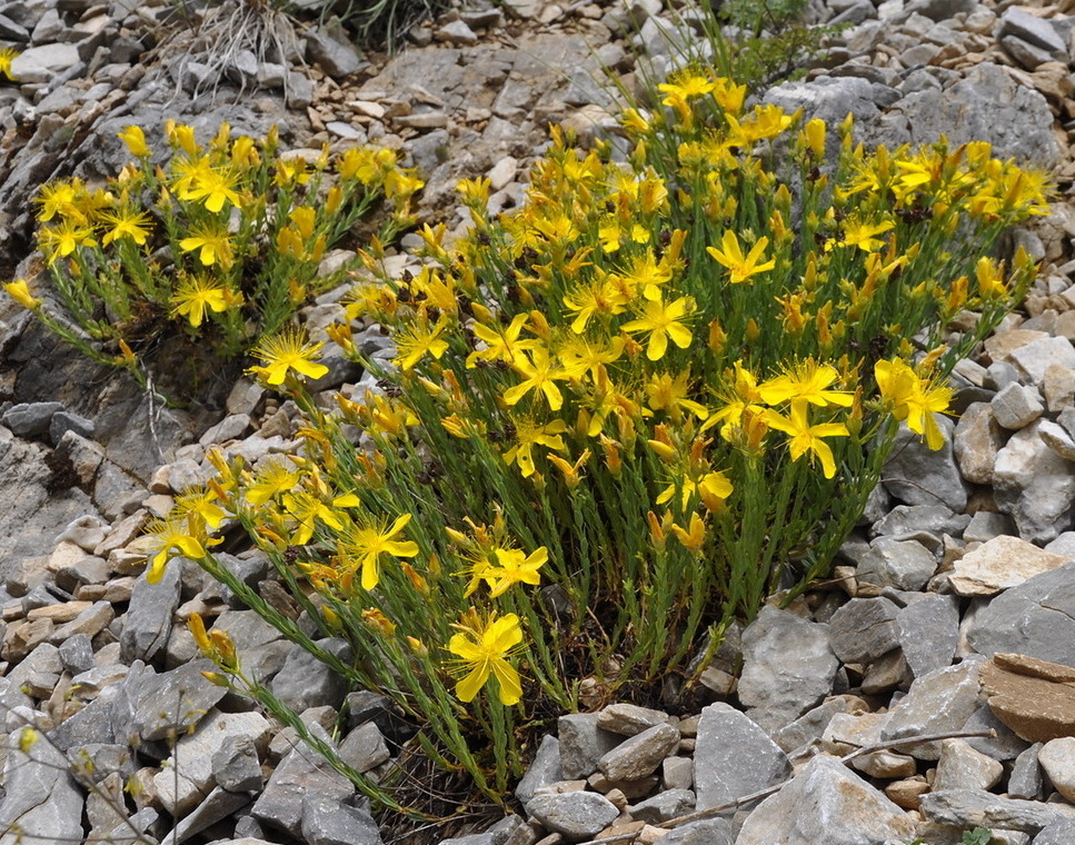 Изображение особи Hypericum olympicum.