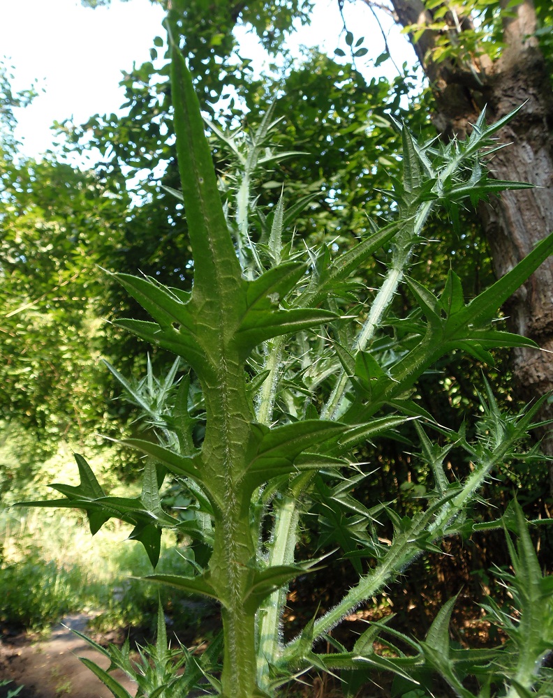 Изображение особи Cirsium vulgare.