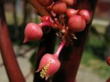 Ricinus communis. Распускающиеся мужские цветки. Краснодарский край, окр. г. Крымск, у жилья. 26.07.2013.